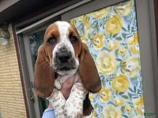 Basset Hound dogs for sale: Basset Hound Puppy 4: Blue - Ad 2