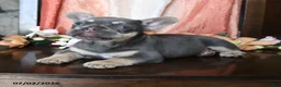French Bulldog dogs for sale: Hanson - Ad 5
