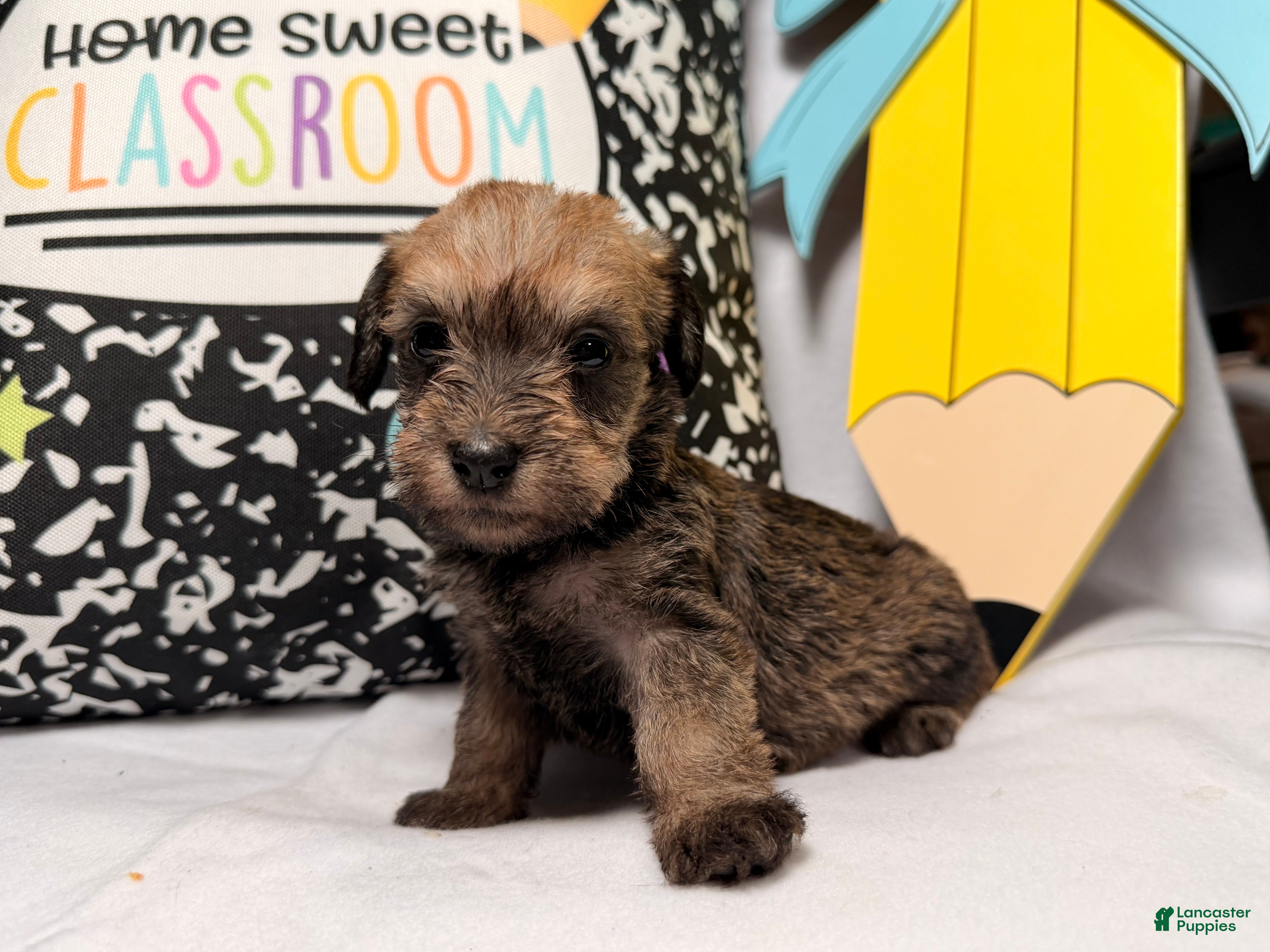 Mixed Breed dogs Binkles  - Ad 1