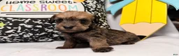 Mixed Breed dogs for sale: Binkles  - Ad 1