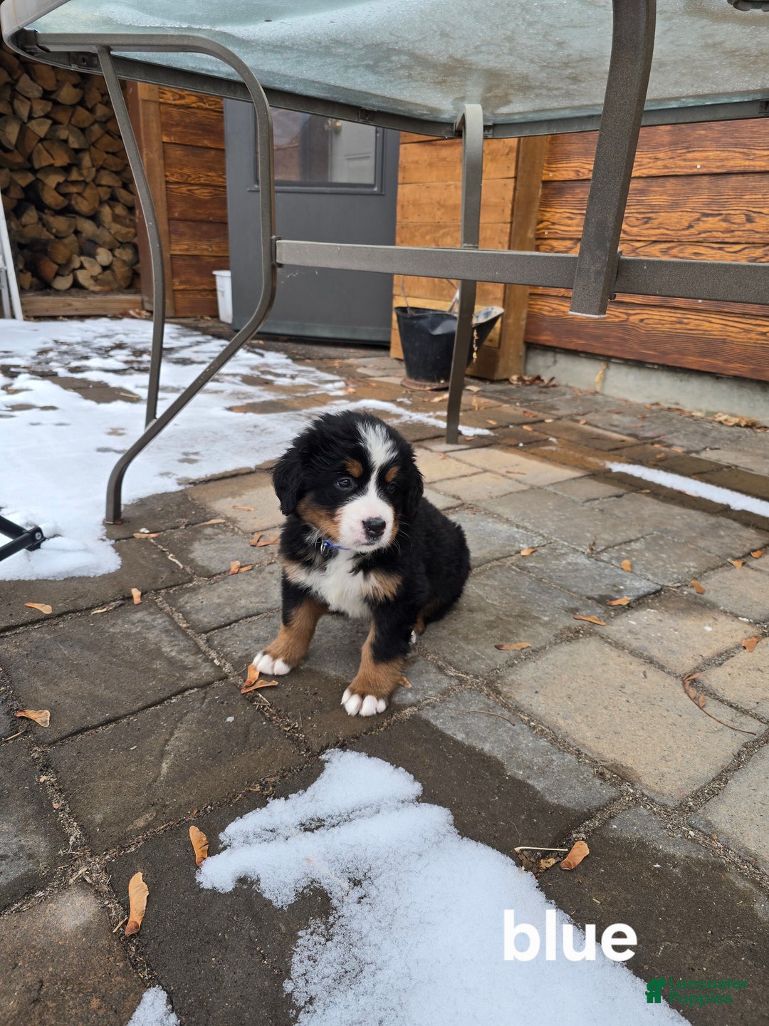 Bernese Mountain Dog dogs for sale: Blue - Ad 4