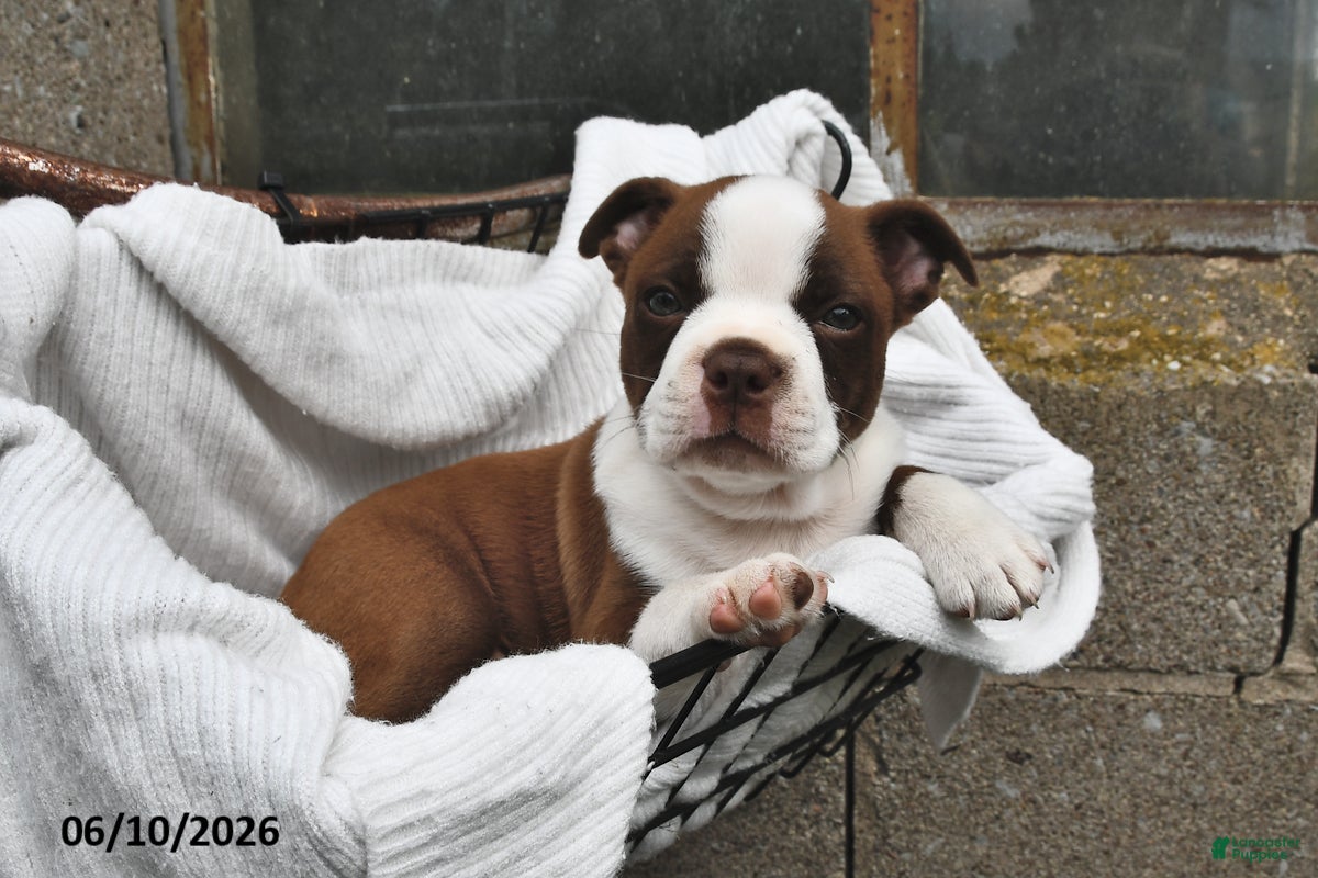 Boston Terrier dogs Brady - Ad 1