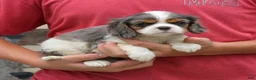 Cavalier King Charles Spaniel dogs for sale: Jaxon  - Ad 3
