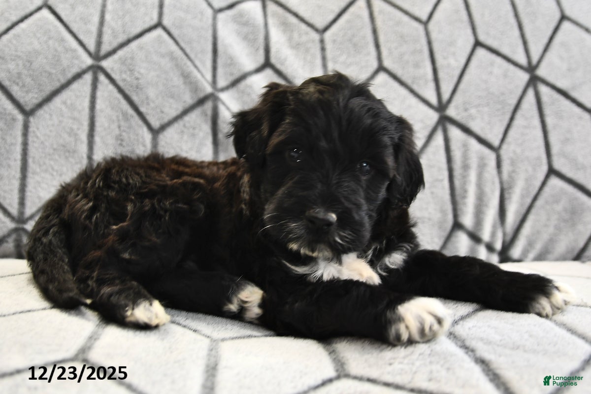Portuguese Water Dog dogs Denny - Ad 28