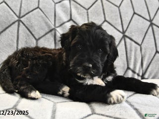 Portuguese Water Dog dogs Denny - Ad 28