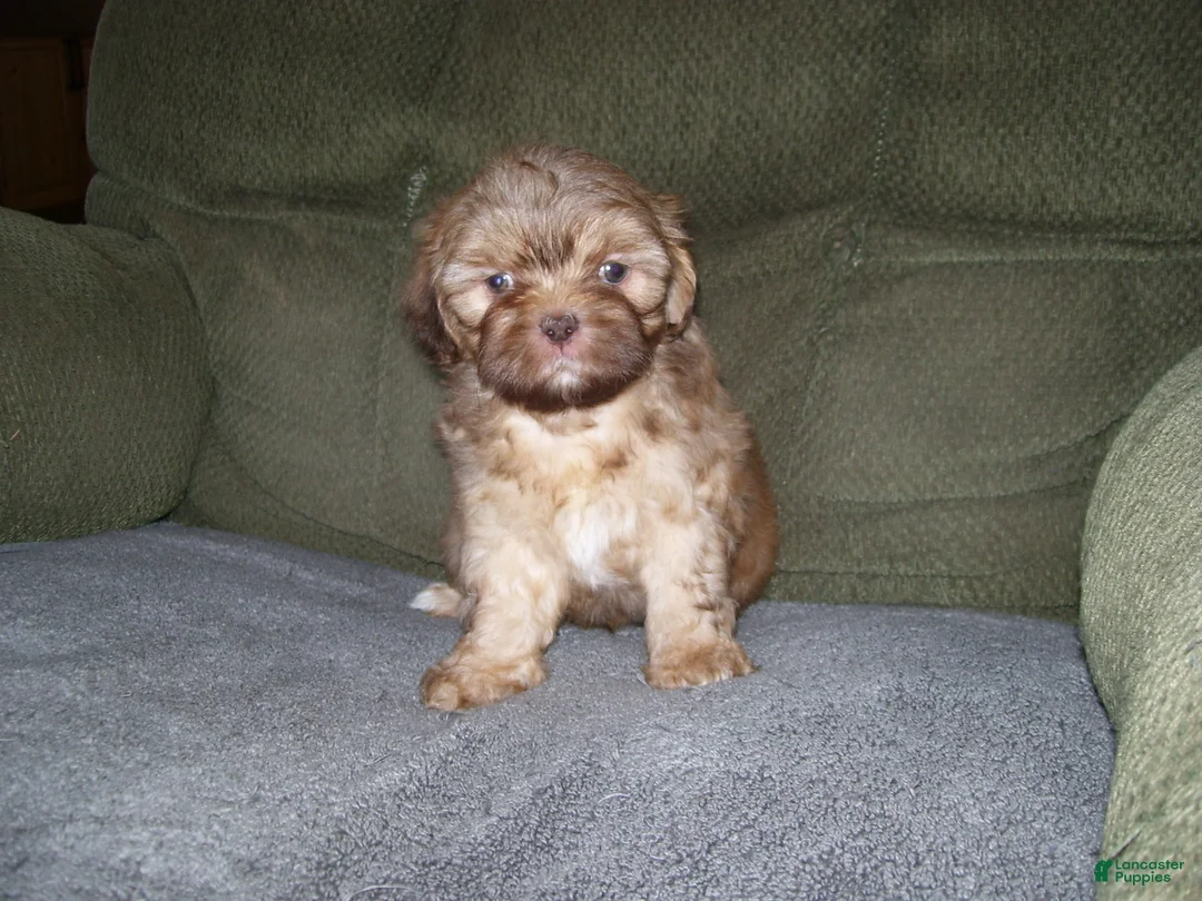 Shih Tzu dogs for sale: MARCO - Ad 2