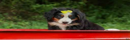 Bernese Mountain Dog dogs for sale: SAMSON - Ad 2