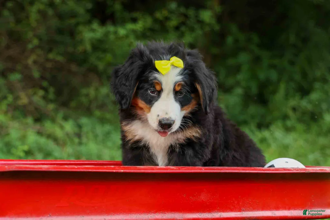 Bernese Mountain Dog dogs for sale: SAMSON - Ad 2
