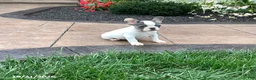 French Bulldog dogs for sale: Vicky - Ad 1
