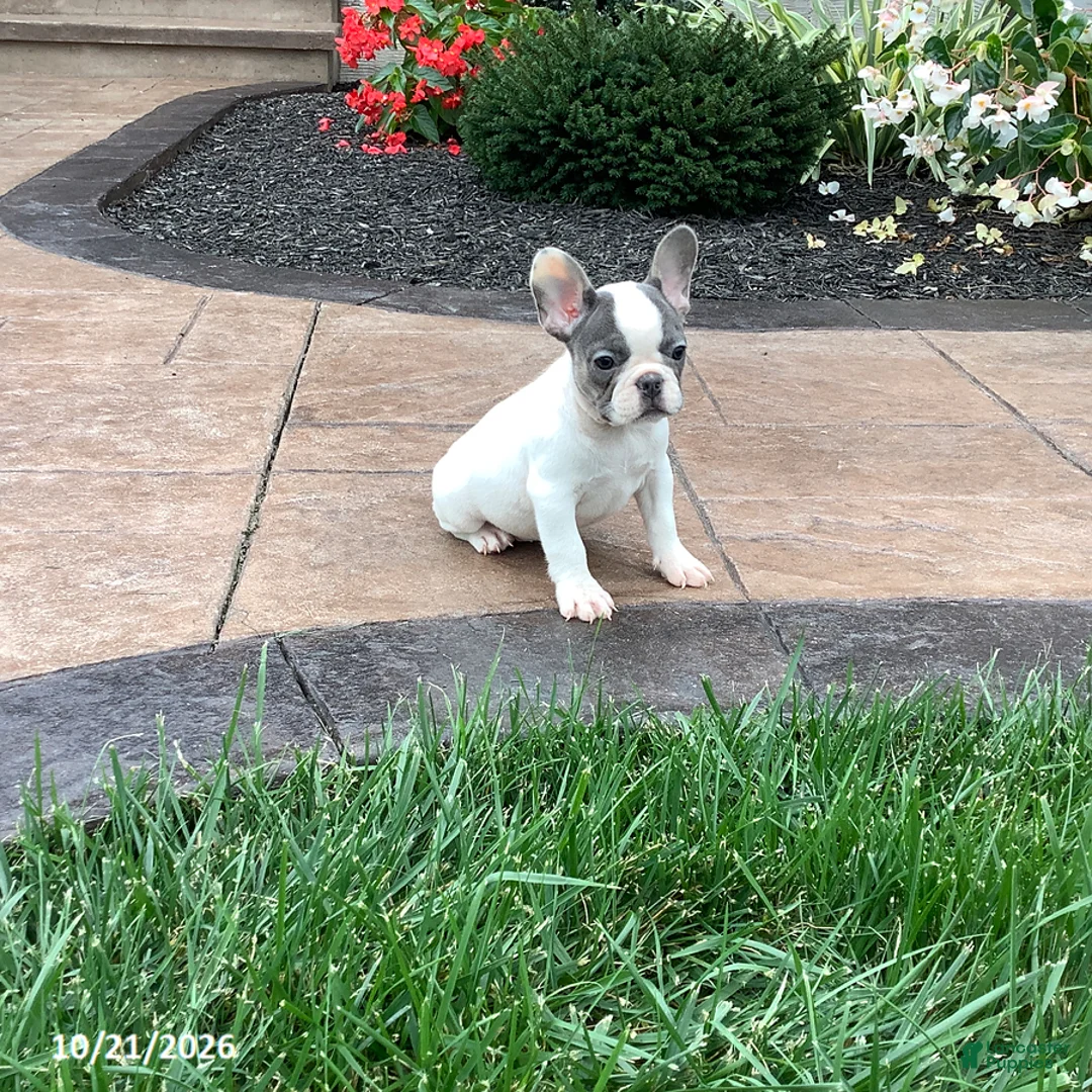 French Bulldog dogs for sale: Vicky - Ad 1