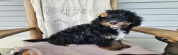 Mini Bernedoodle dogs for sale: Karly - Ad 15