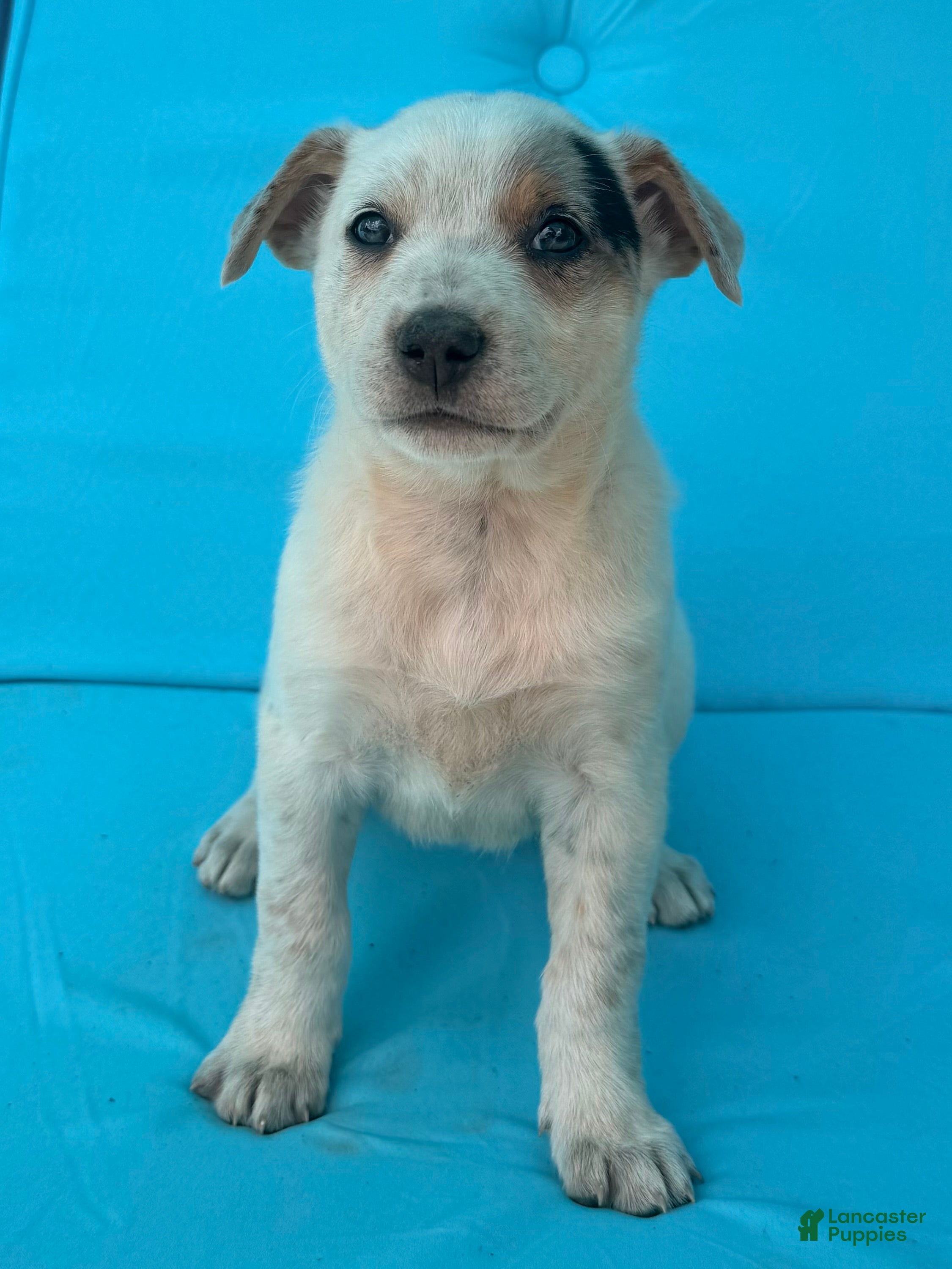Mixed Breed dogs Bluebell  - Ad 1