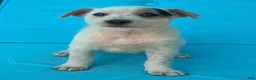 Mixed Breed dogs for sale: Bluebell  - Ad 1