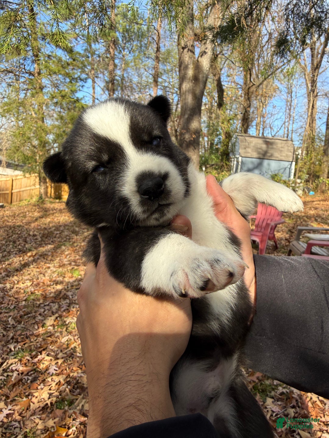 Siberian Husky dogs for sale: Florida Man - Ad 10