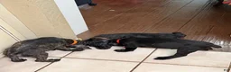 Cane Corso dogs for sale: Beyoncé  - Ad 8
