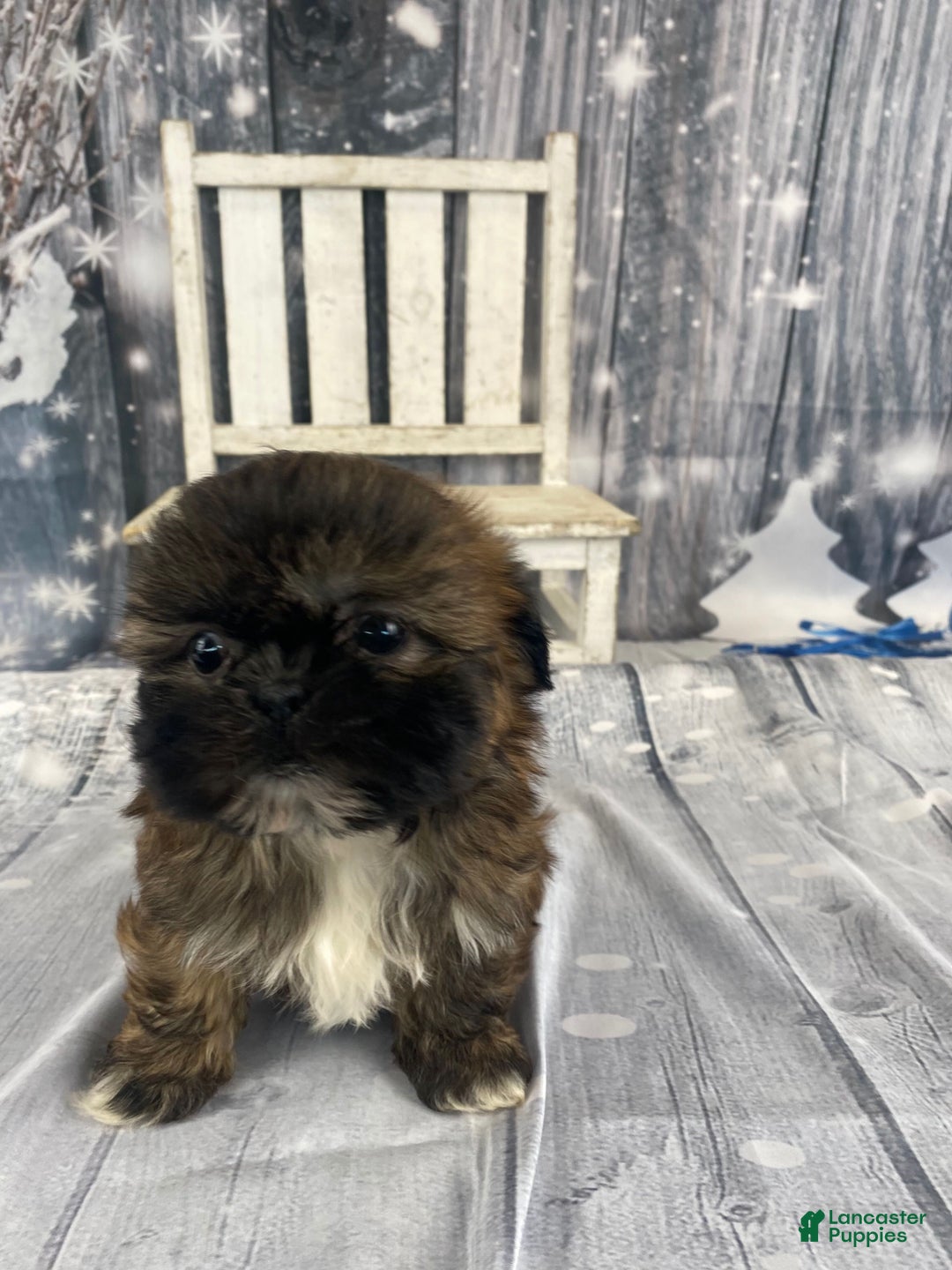 Shih Tzu dogs for sale: Mochi - Ad 3