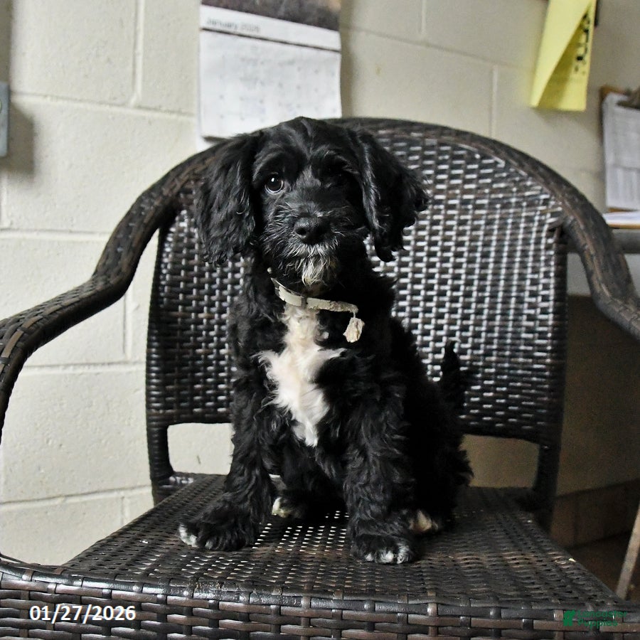 Cockapoo dogs Milo - Ad 2