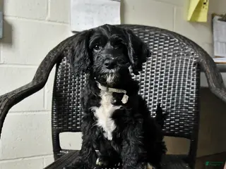 Cockapoo dogs Milo - Ad 2