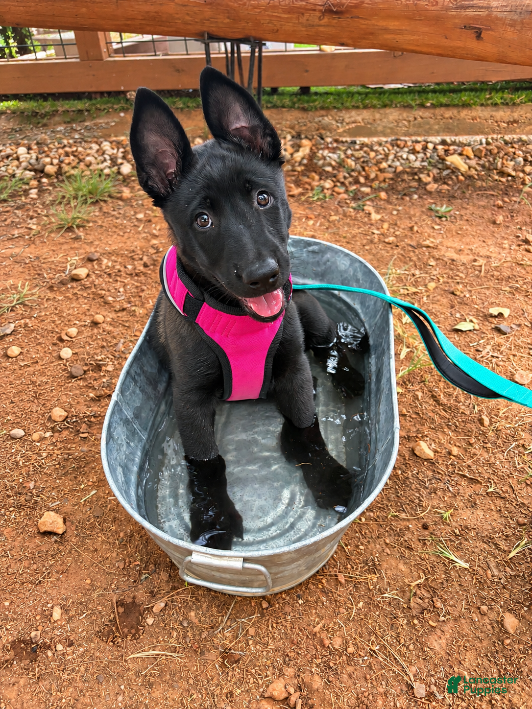 Belgian Malinois dogs for sale: Belgian Malinois 1 - Ad 18