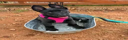 Belgian Malinois dogs for sale: Belgian Malinois 1 - Ad 1