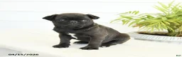 Pug dogs for sale: Princess - Ad 3