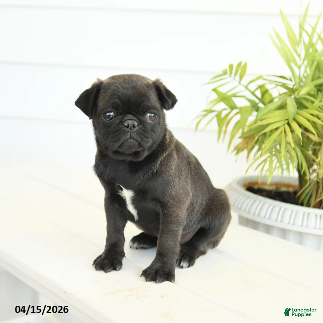 Pug dogs for sale: Princess - Ad 3