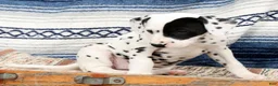 Dalmatian dogs for sale: Princess - Ad 5