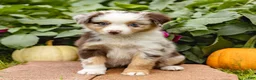 Miniature Australian Shepherd dogs for sale: Kimberly - Ad 2
