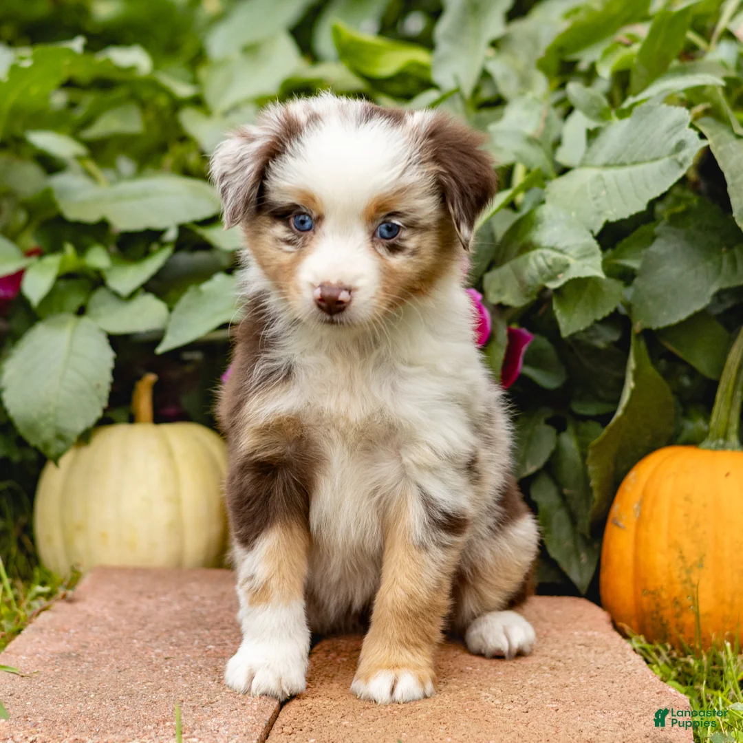 Miniature Australian Shepherd dogs for sale: Kimberly - Ad 2