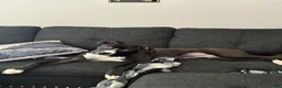 American Staffordshire Terrier dogs for sale: American Staffordshire Terrier Puppy 1 - Ad 5