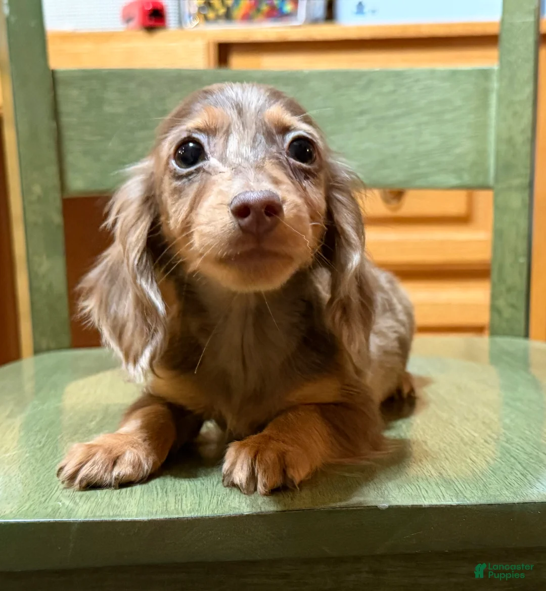 Miniature Dachshund dogs for sale: AKC Russian pra clear - Ad 101