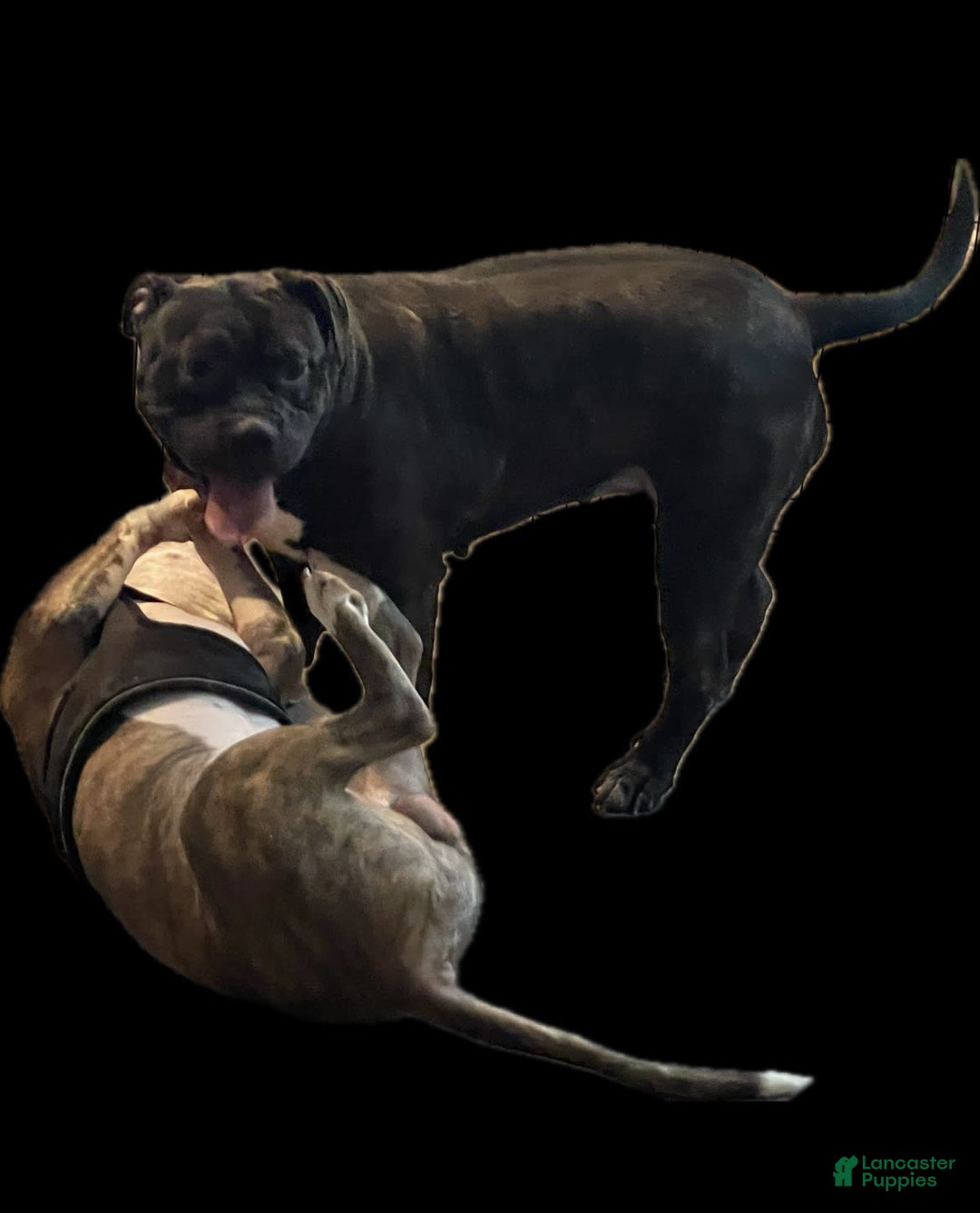 Gallery Image {{count}}