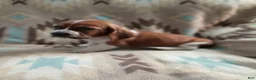 Basset Hound dogs for sale: Jimmy-red - Ad 3