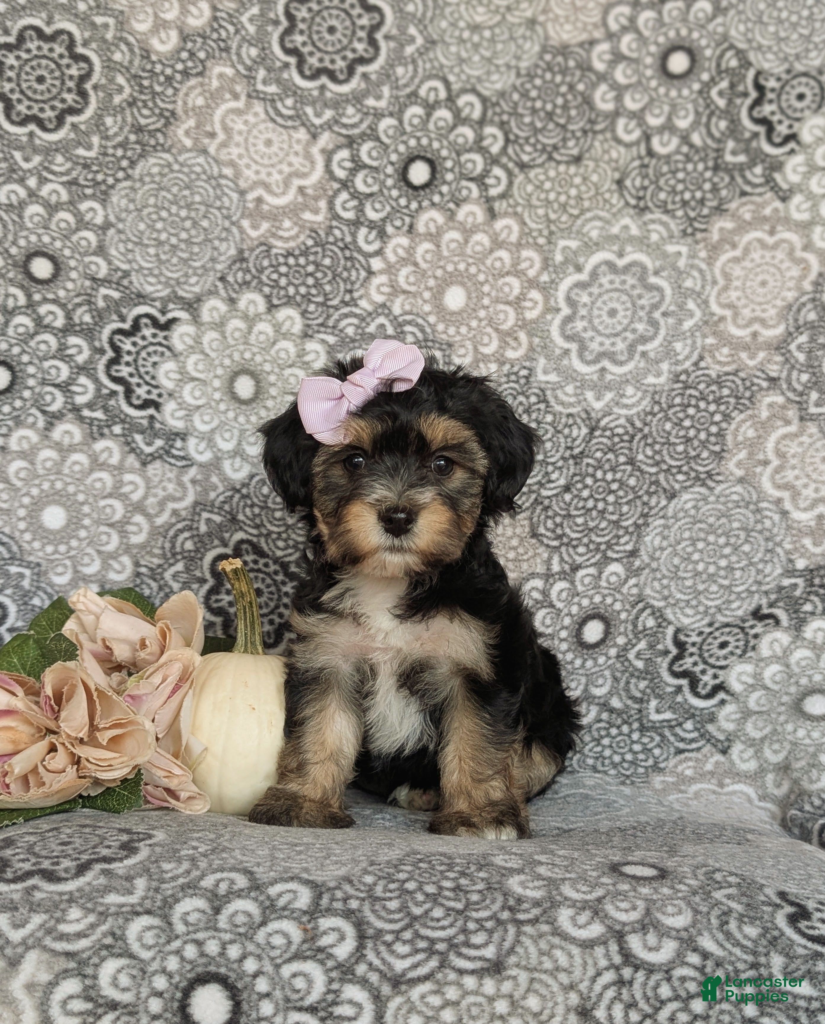 Yorkiepoo dogs for sale: Gretchen 7 lbs Full Grown - Ad 1
