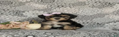 Gretchen 7 lbs Full Grown