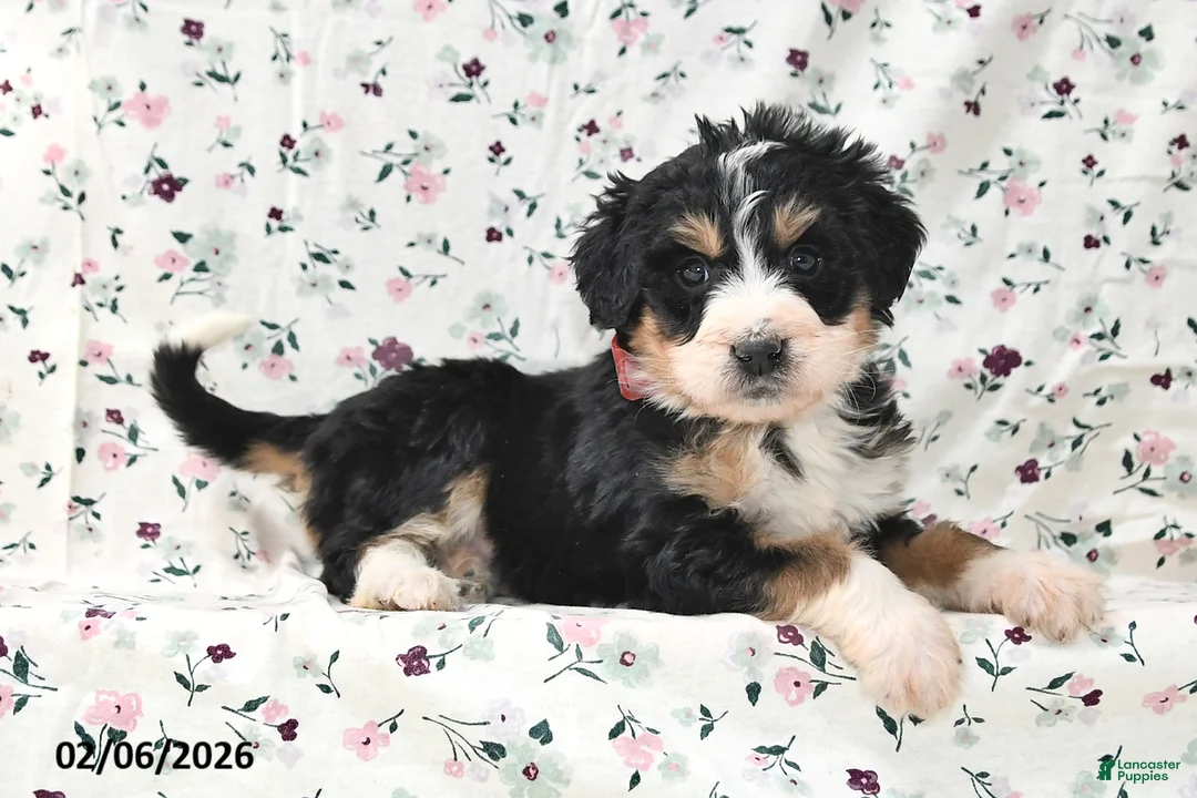 Bernedoodle dogs for sale: Sally - Ad 5