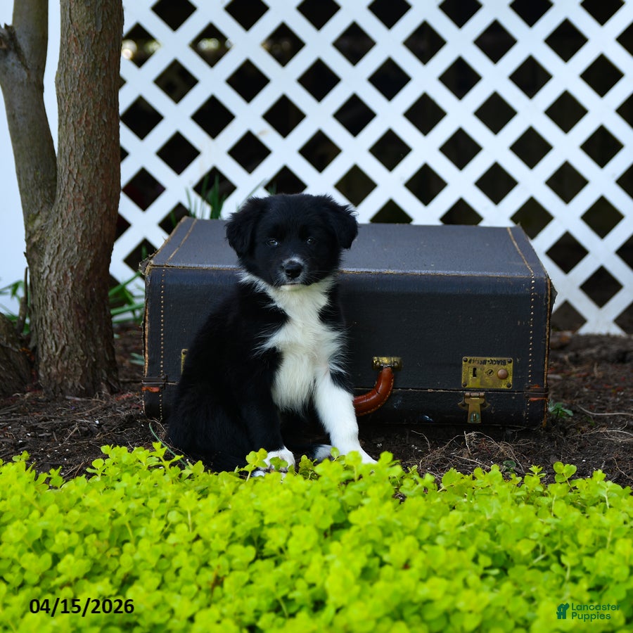 Border Collie dogs Lassie - Ad 2