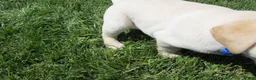 Labrador Retriever dogs for sale: Labrador Retriever Puppy 3 - Ad 22