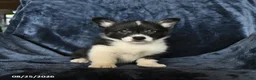 Welsh Corgi Pembroke dogs for sale: Rolo - Ad 3