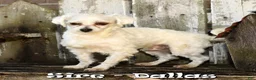 Shih Tzu dogs for sale: Panda - Ad 11