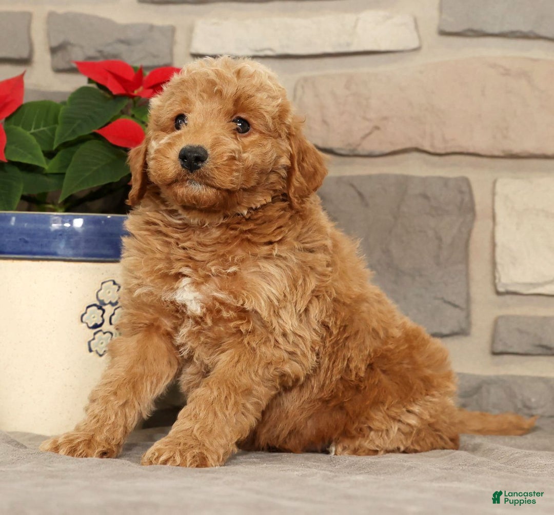 Mini Goldendoodle dogs for sale: Edgar - Ad 5