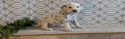 Dalmatian dogs for sale: Kylie - Ad 11
