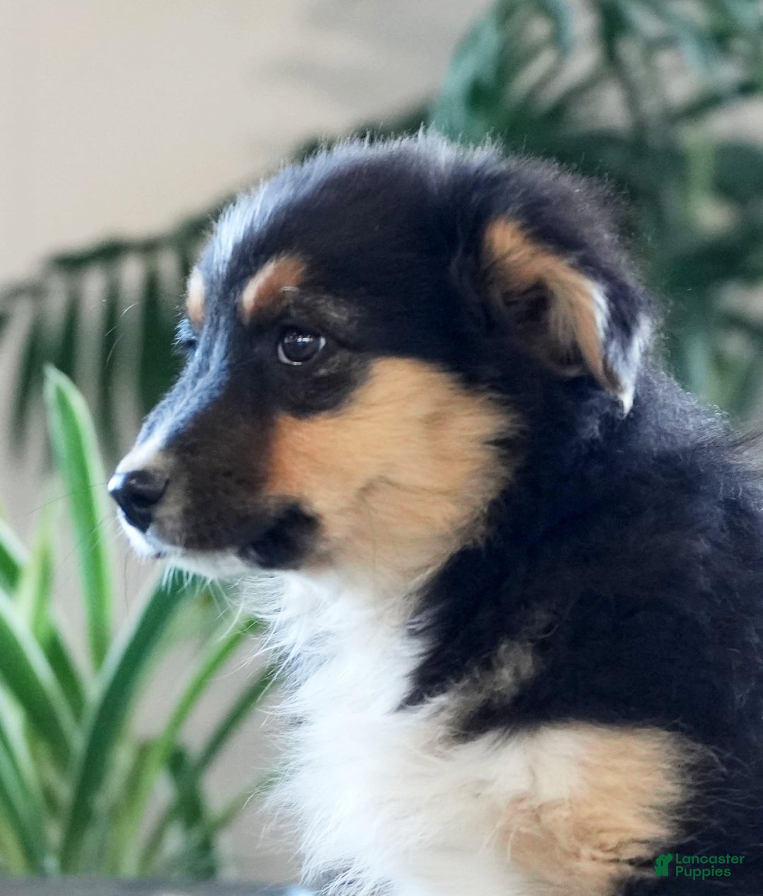 Australian Shepherd dogs for sale: Shelly - Ad 7