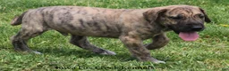 Great Dane dogs for sale: Murphy - Ad 9