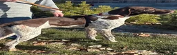 German Shorthaired Pointer dogs for sale: Colt - Ad 5