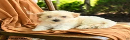 Mixed Breed dogs for sale: Grace - Ad 2