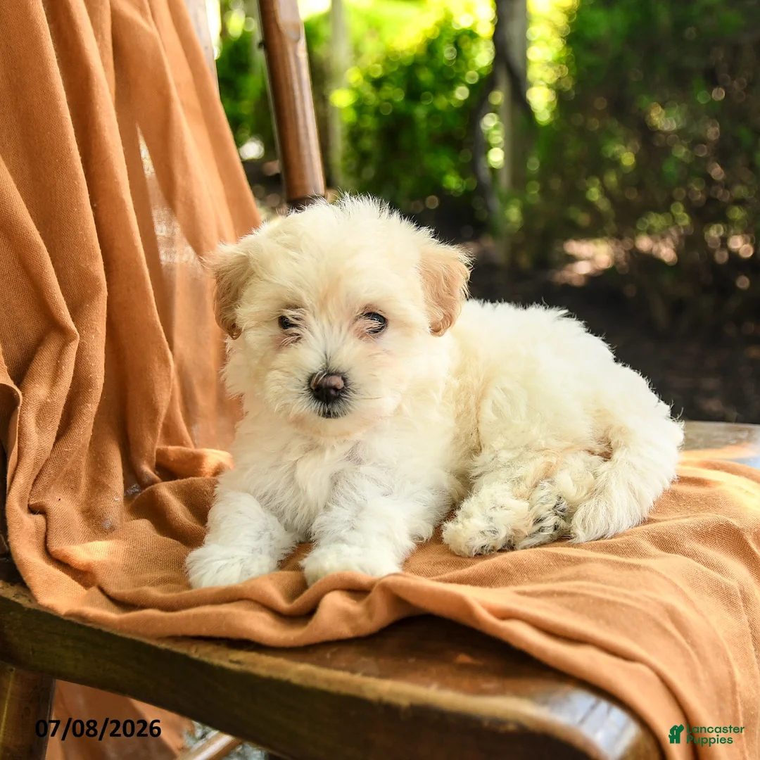 Mixed Breed dogs for sale: Grace - Ad 2
