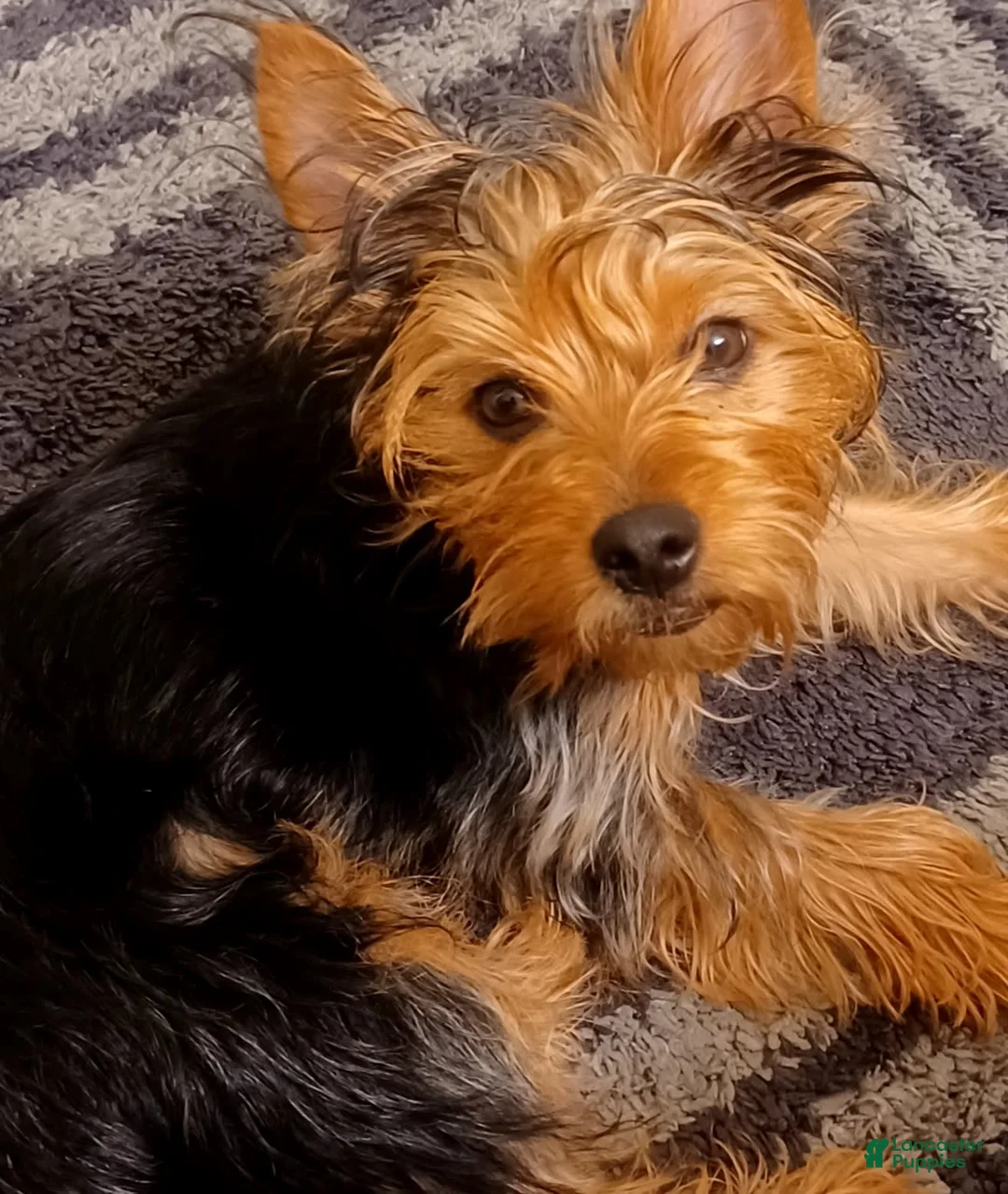 Gallery Image {{count}}