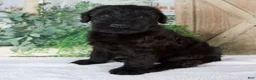 Giant Schnauzer dogs for sale: Kate - Ad 2