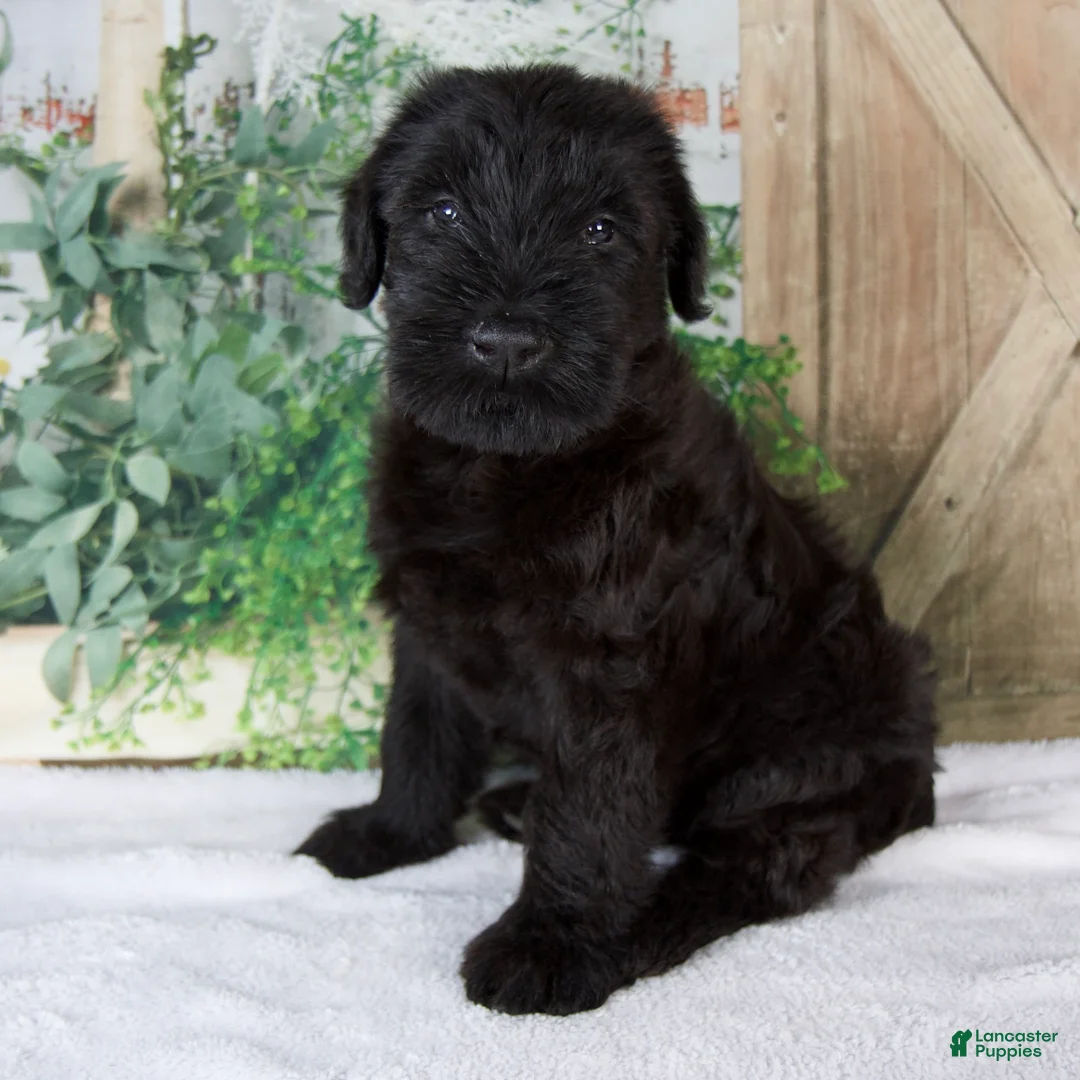 Giant Schnauzer dogs for sale: Kate - Ad 2